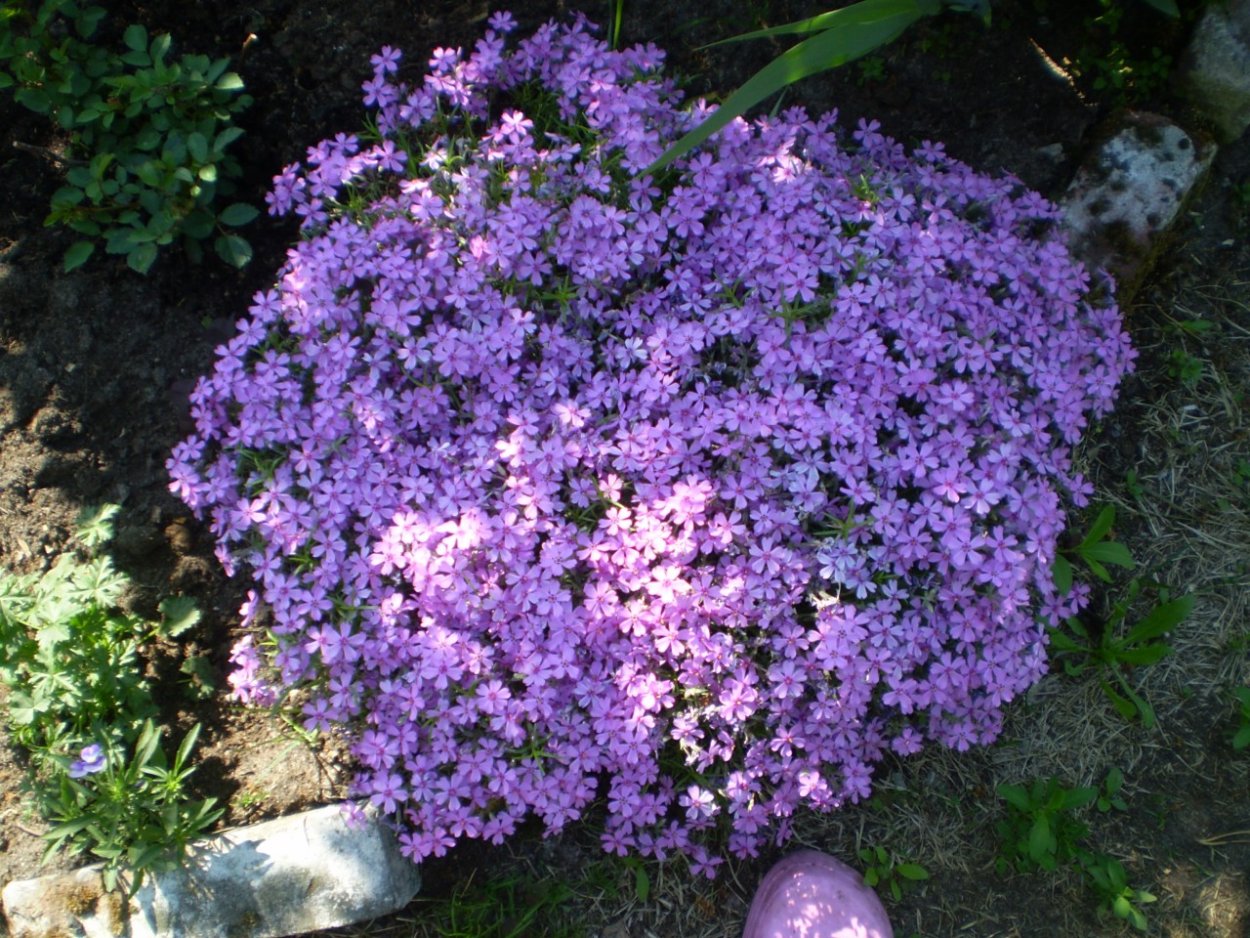 Мыльнянка обыкновенная