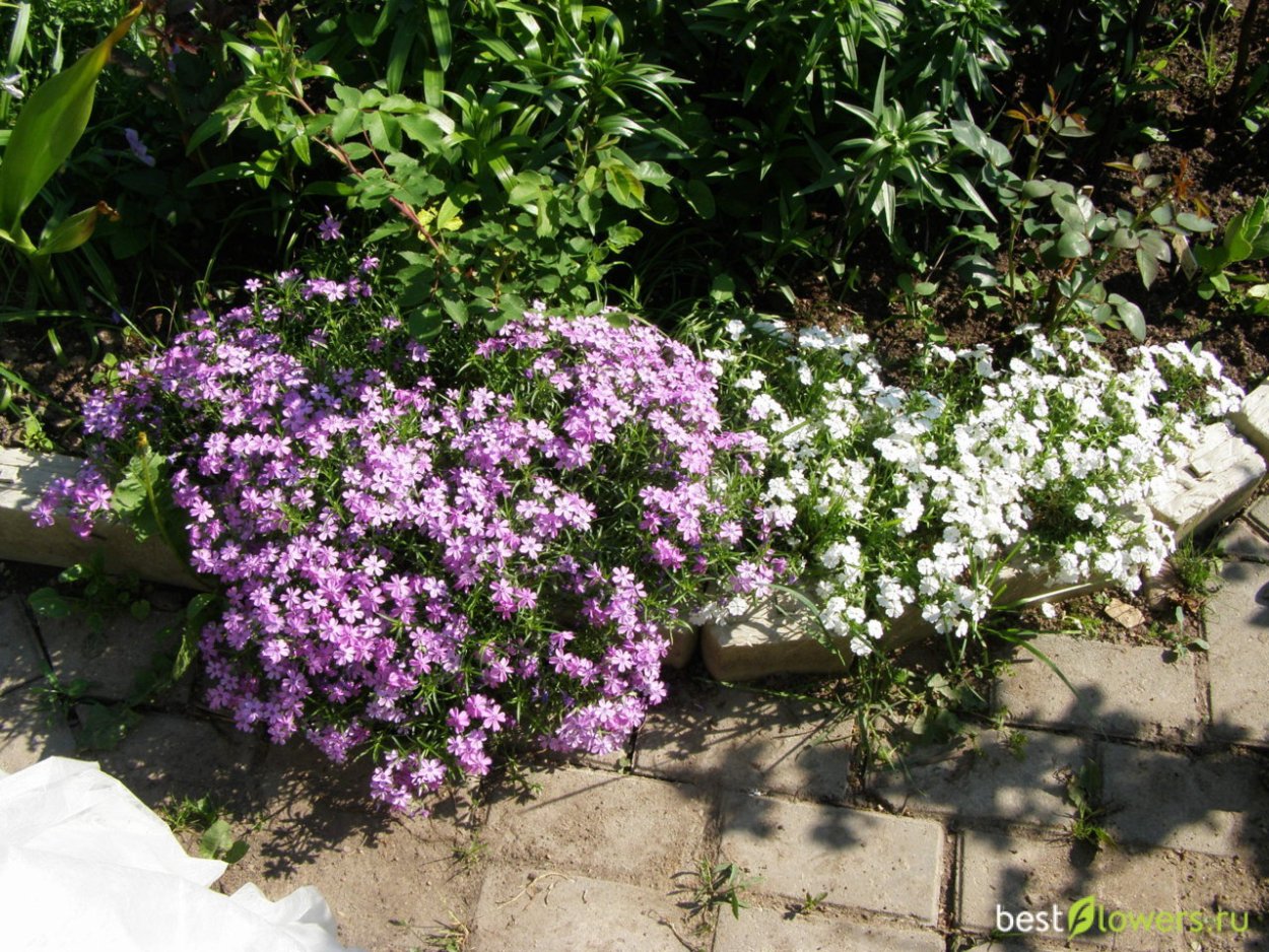 Тимьян ползучий (Thymus serpyllum)