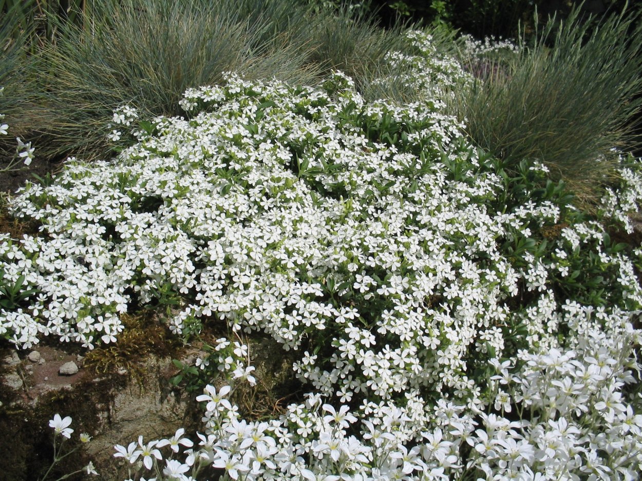 Сапонария мыльнянка Камилла