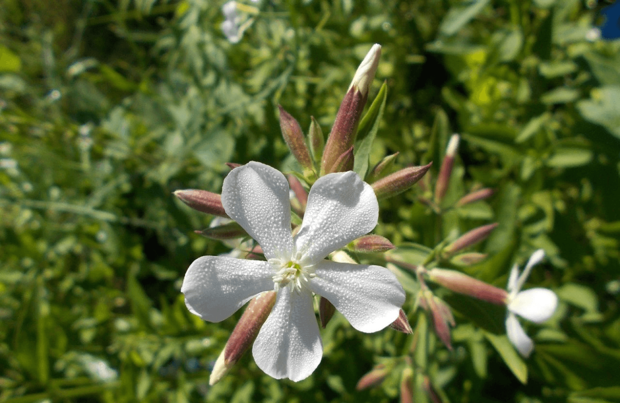 Сапонария мыльнянка