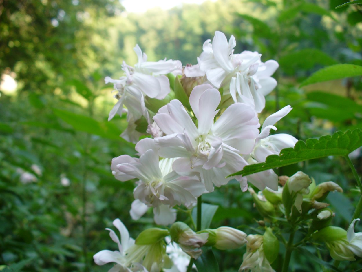 Мыльнянка обыкновенная