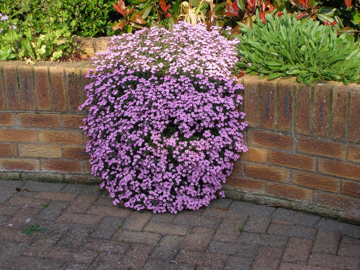 Мыльнянка Брессингем