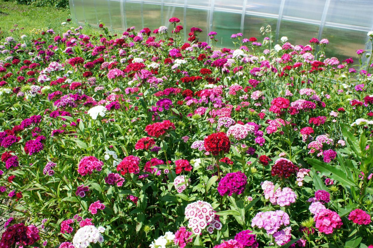 Турецкая гвоздика букет