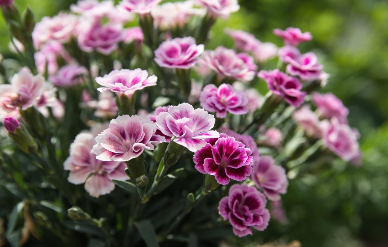 Турецкая гвоздика многолетка