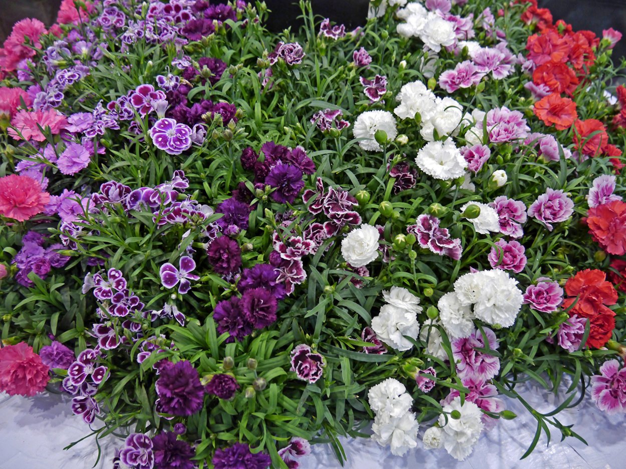 Турецкая гвоздика цветок многолетник