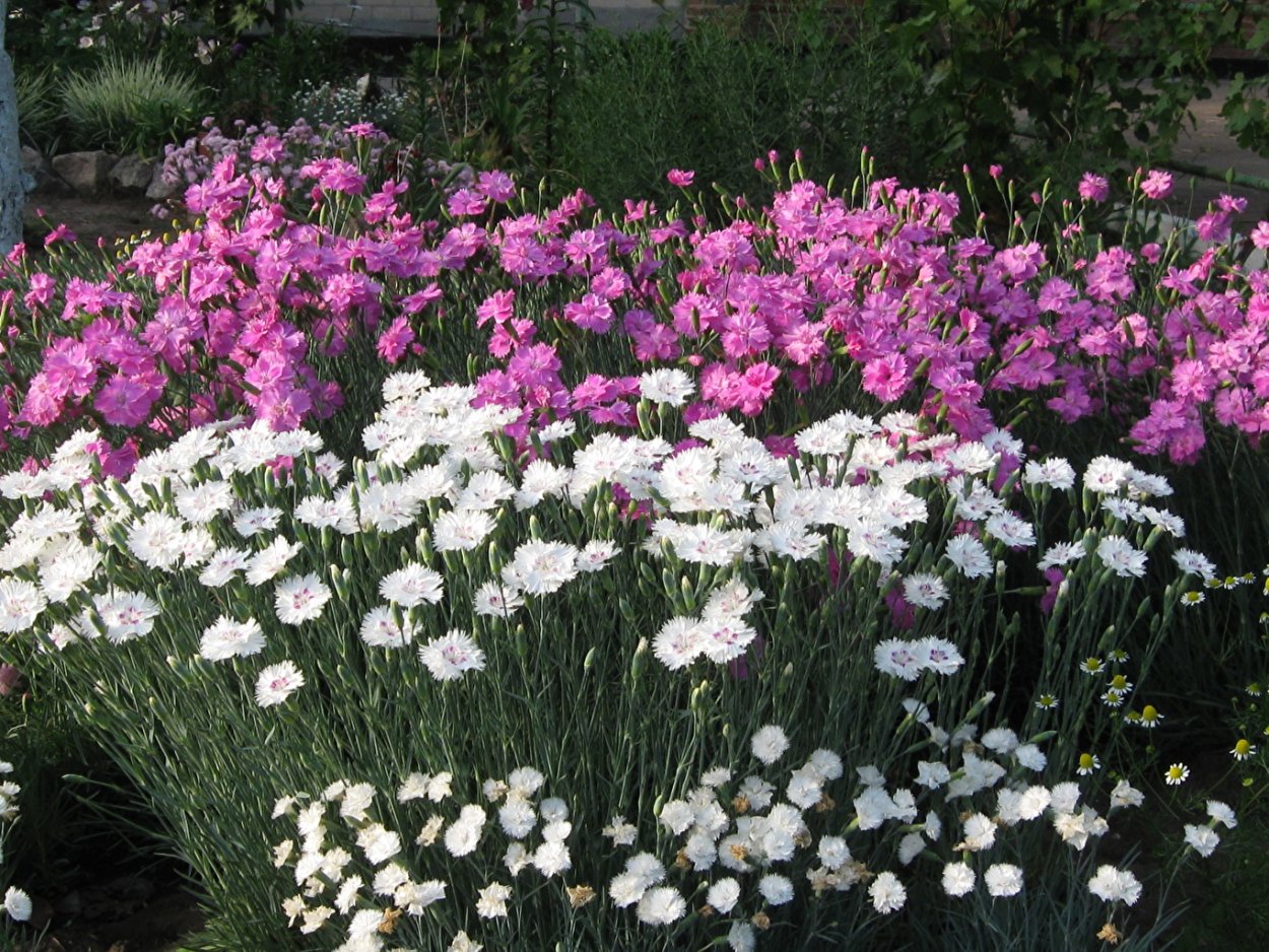 Гвоздика Альвуда Альпийская