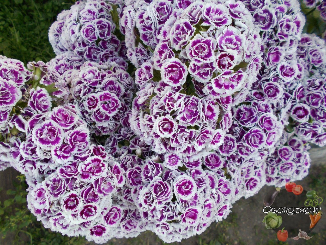 Гвоздика Садовая Шабо