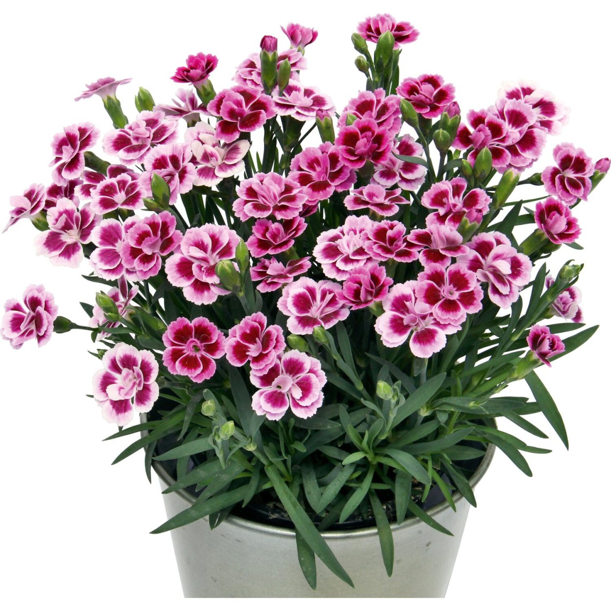 Гвоздика Шабо на клумбе