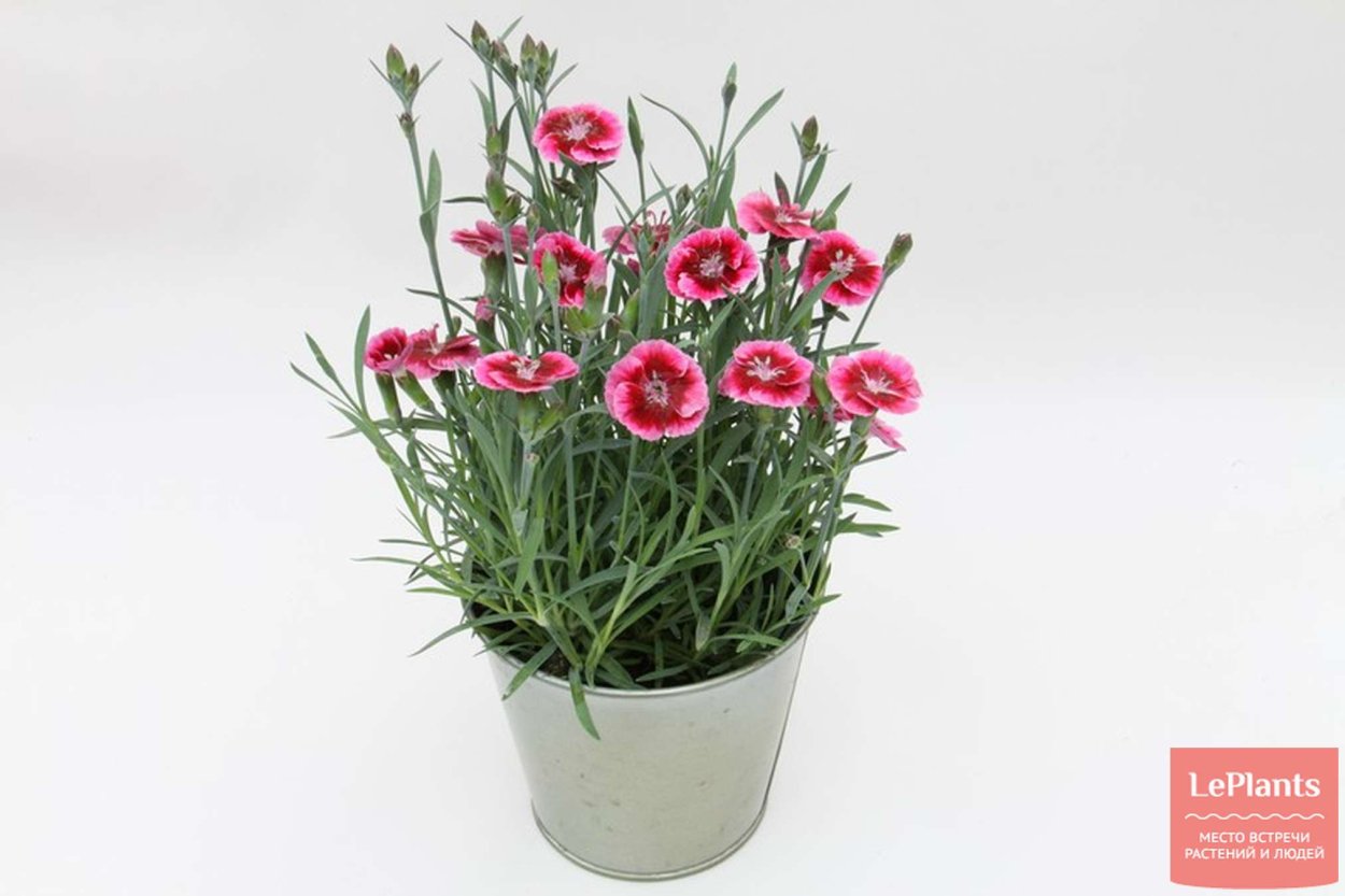 Гвоздика многолетняя Пинк Киссес