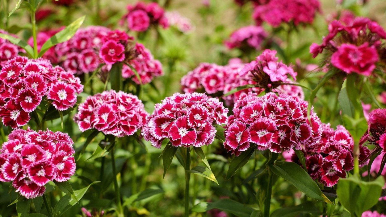 Гвоздика турецкая Монпансье смесь