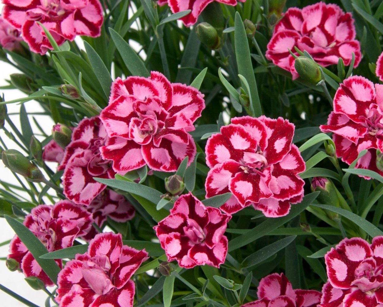 Гвоздика турецкая Аллегро