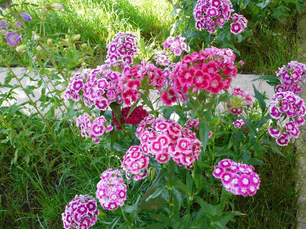 Гвоздика турецкая куст