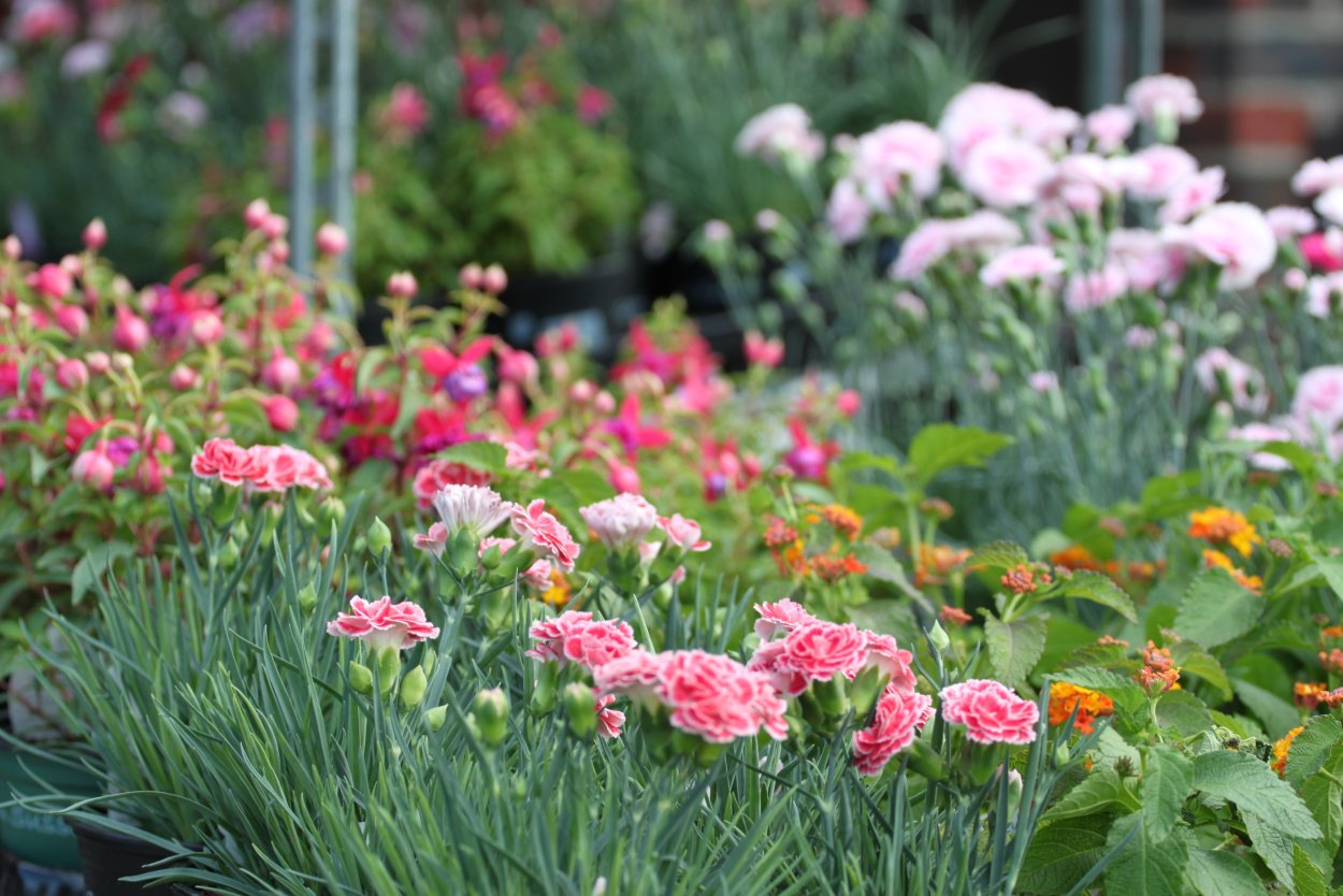 Гвоздика Фэнси микс