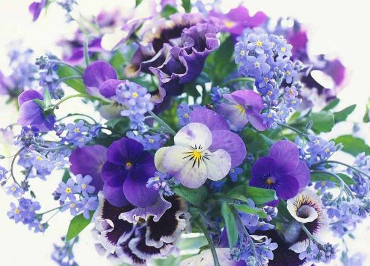 Фиалка букет незабудок