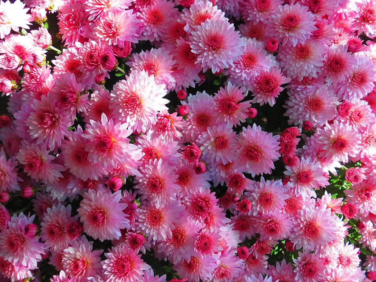 Хризантема Allouise Pink