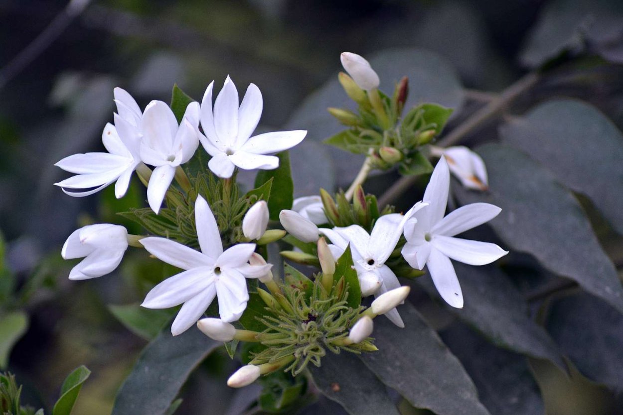 Звездообразный Жасмин