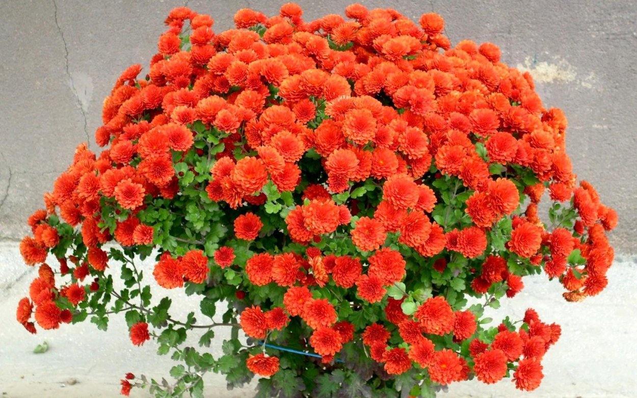 Хризантема оранж Стар