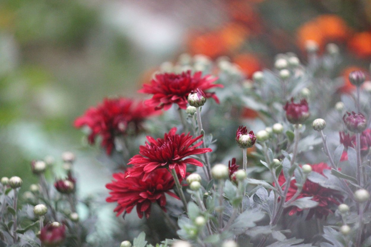 Цветы сентября