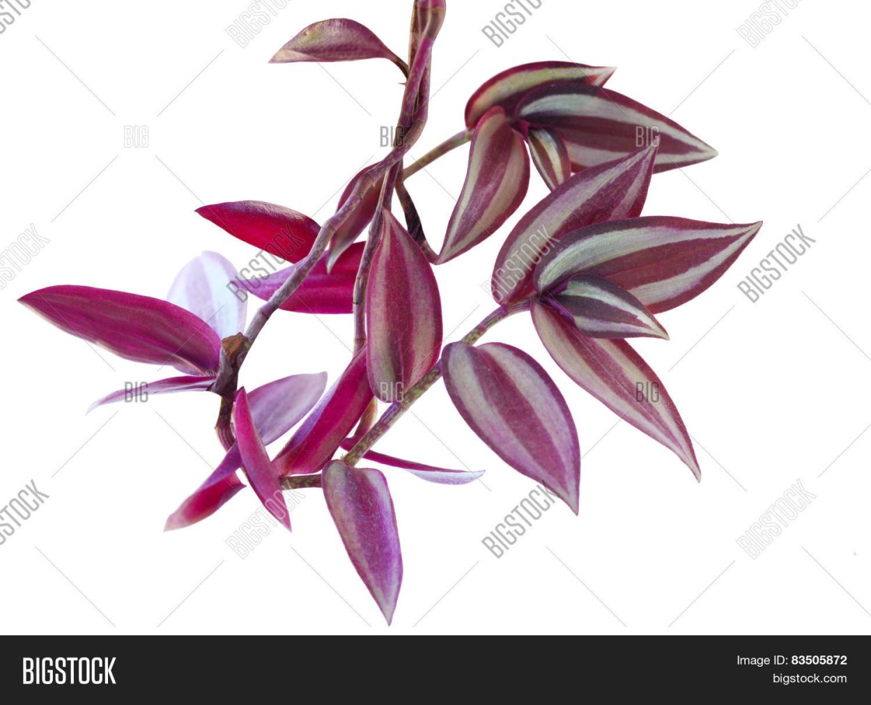 Традесканция сеткреазия Росток