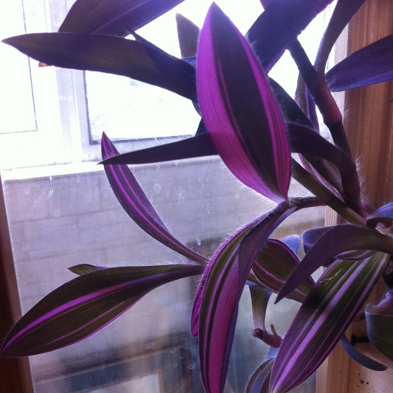 Традесканция мелколистная Триколор