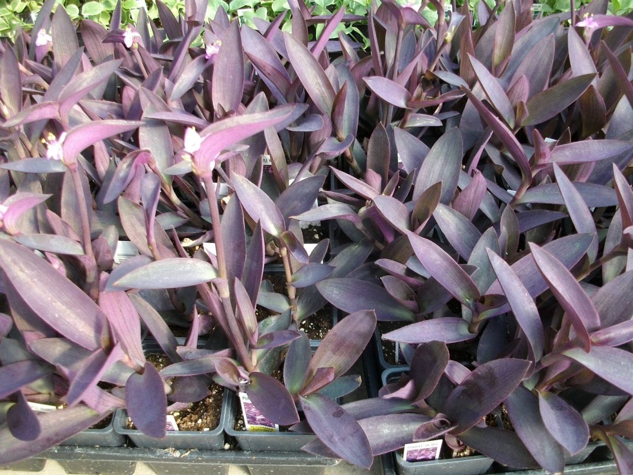 Цветок традесканция сеткреазия