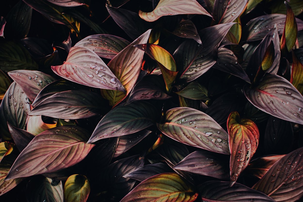 Традесканция полосатая зебрина