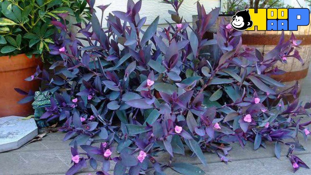 Сеткреазия пурпурная