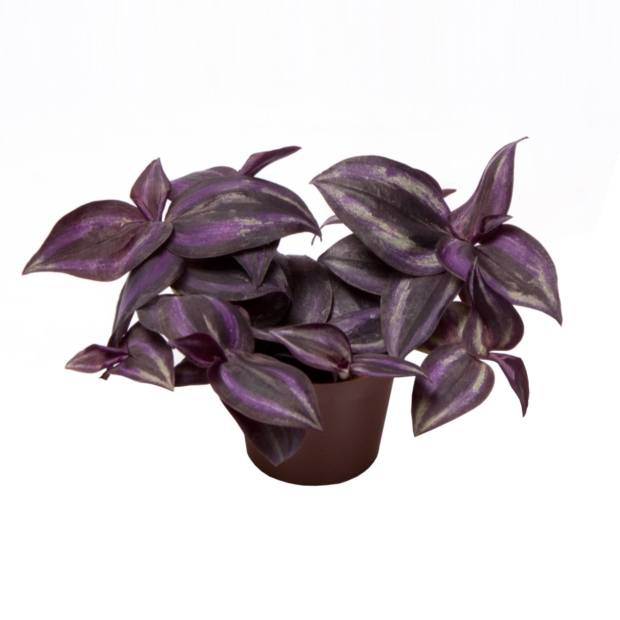 Традесканция Парпл Харт