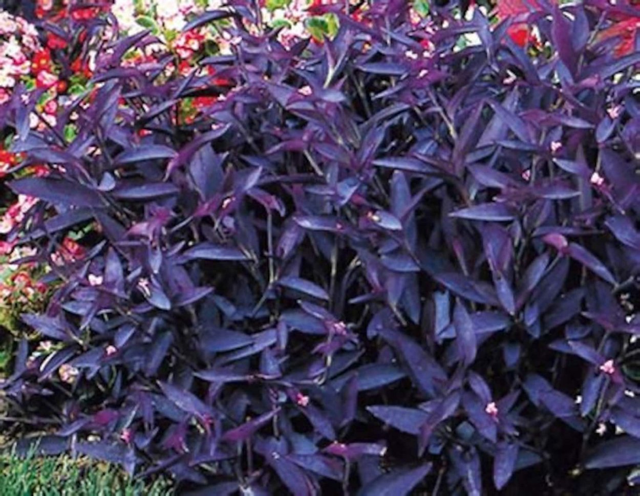 Традесканция зебрина