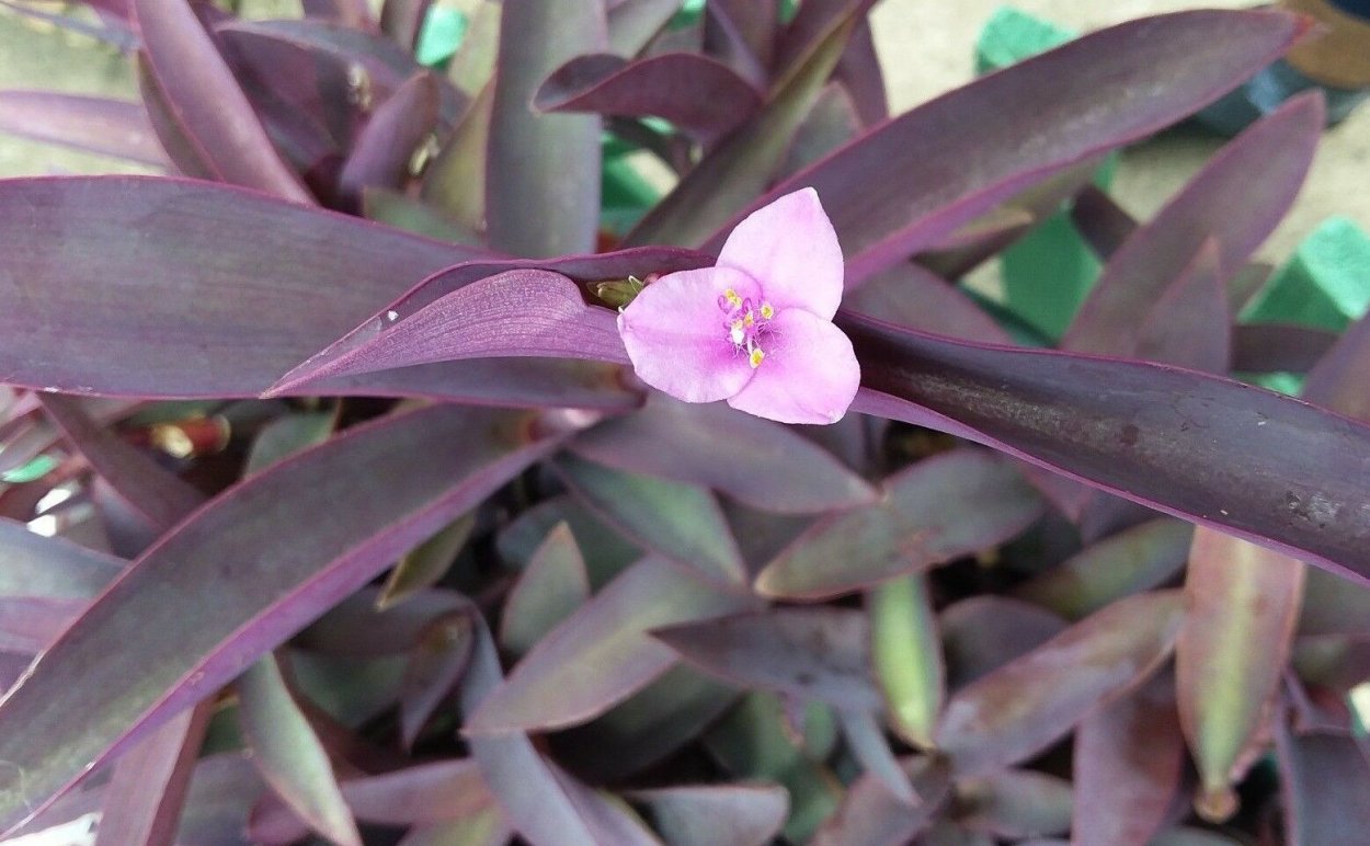 Традесканция Перл