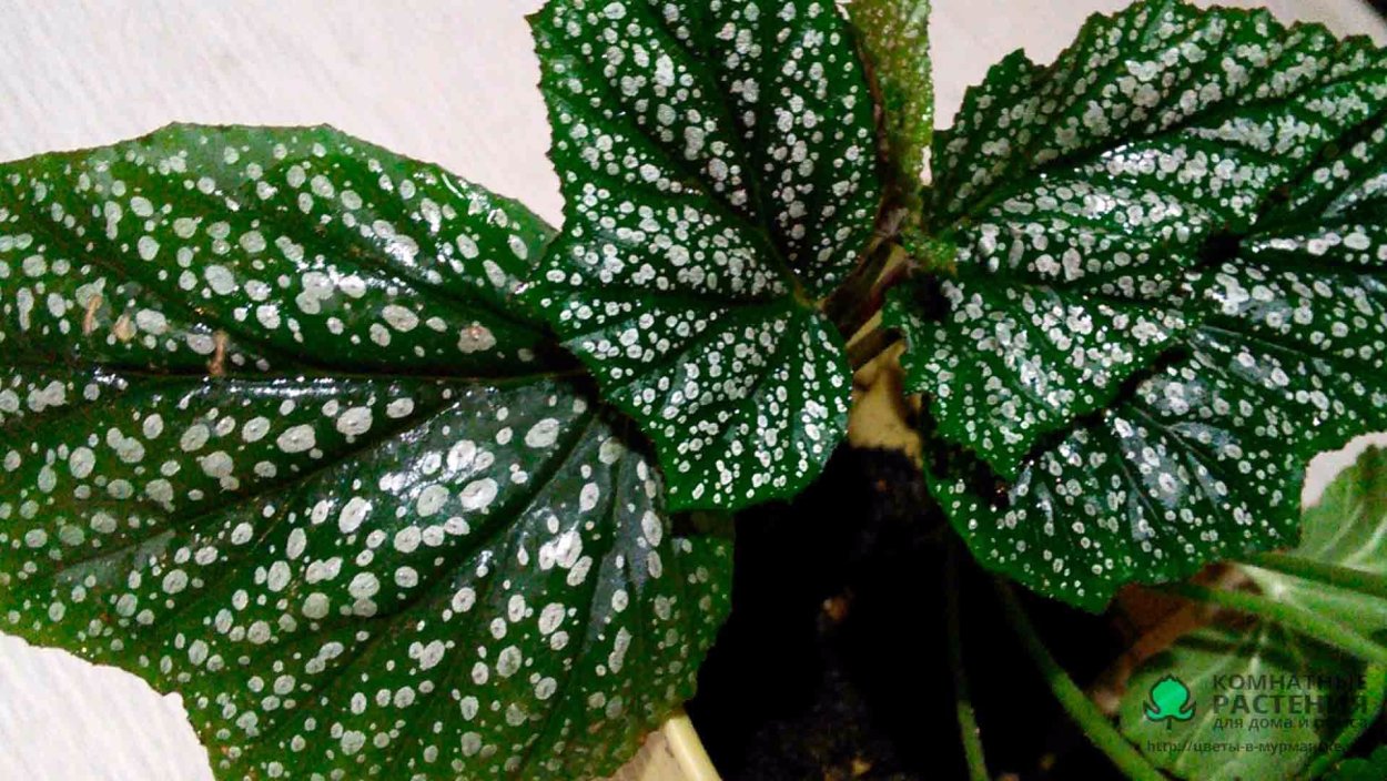 Королевская бегония крапчатая