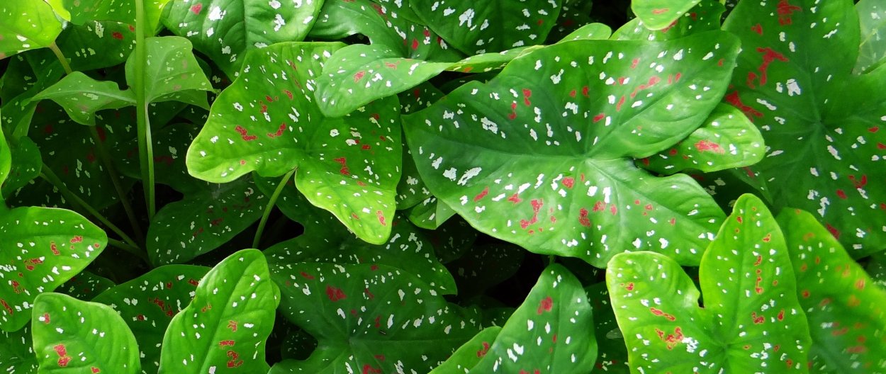 Цветок который шевелится листья