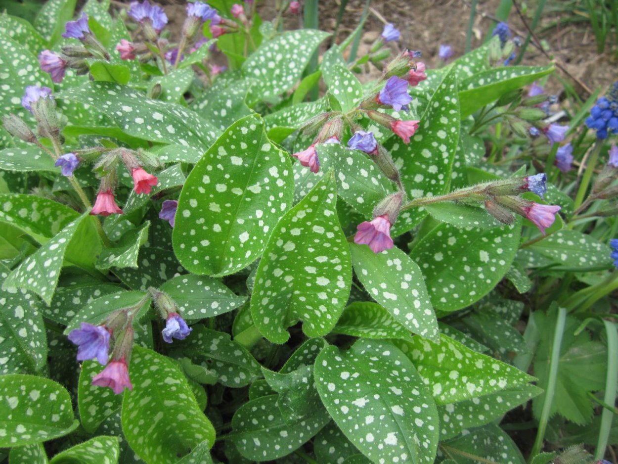 Медуница сахарная Пульмонария