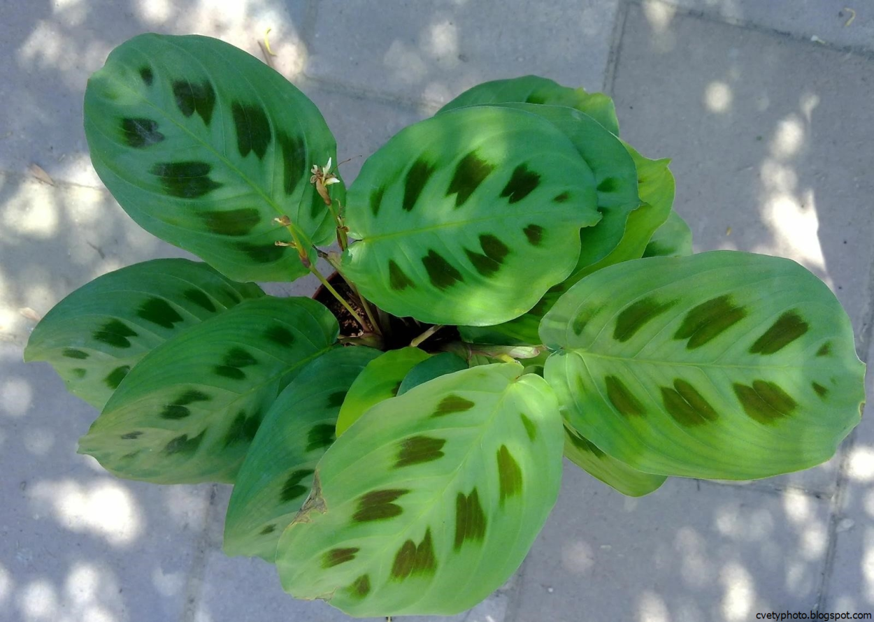 Маранта Керховена (Maranta kerchoveana)