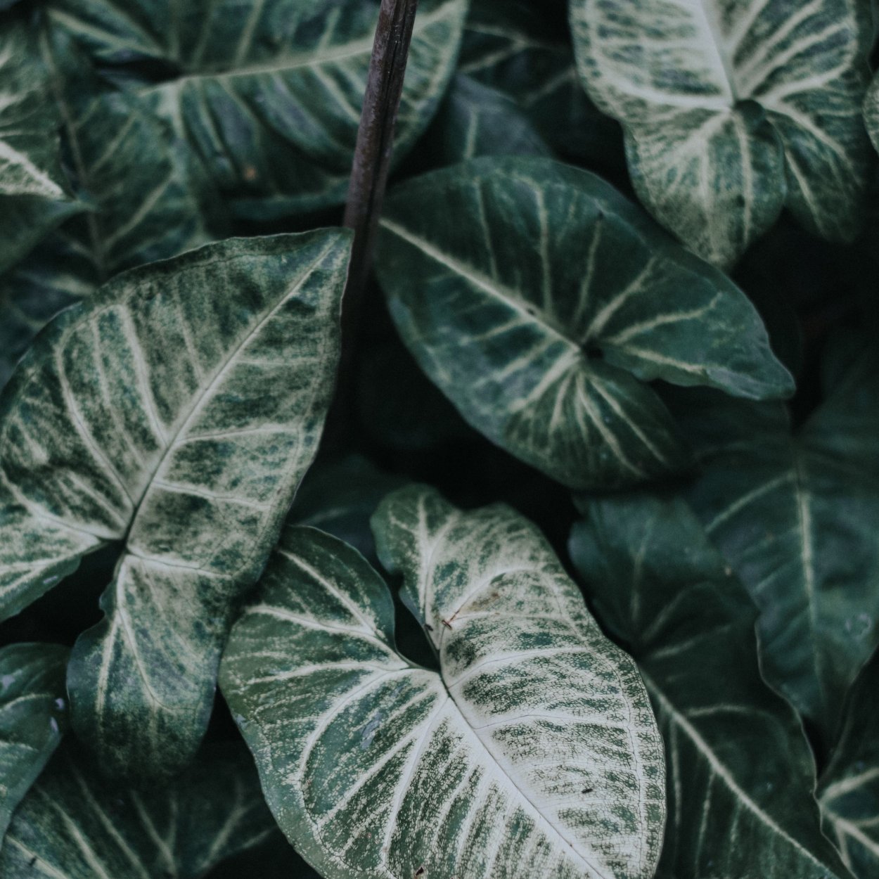 Комнатное растение с белыми прожилками