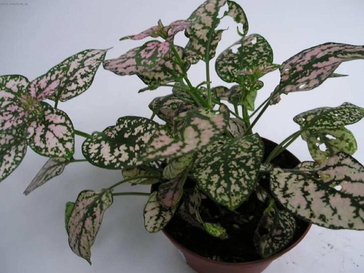 Гипоэстес листоколосниковый