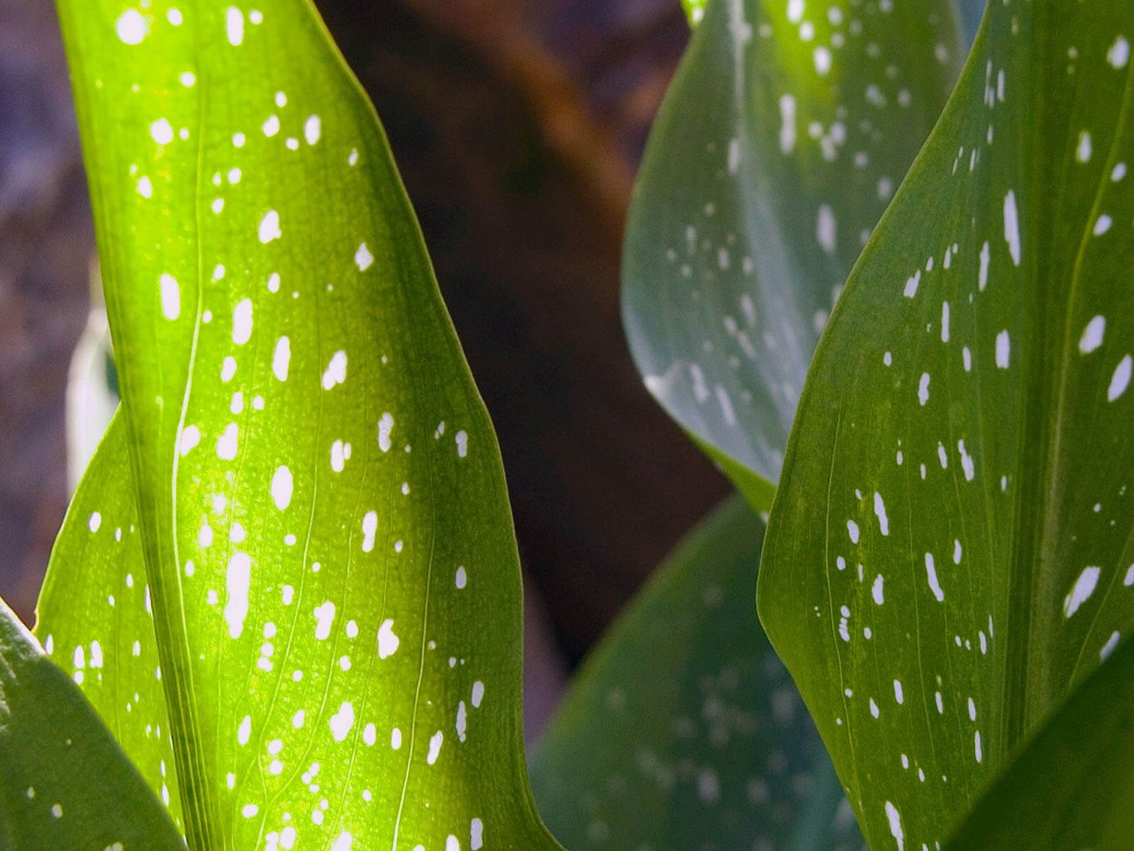 Цветок с пятнышками на листьях
