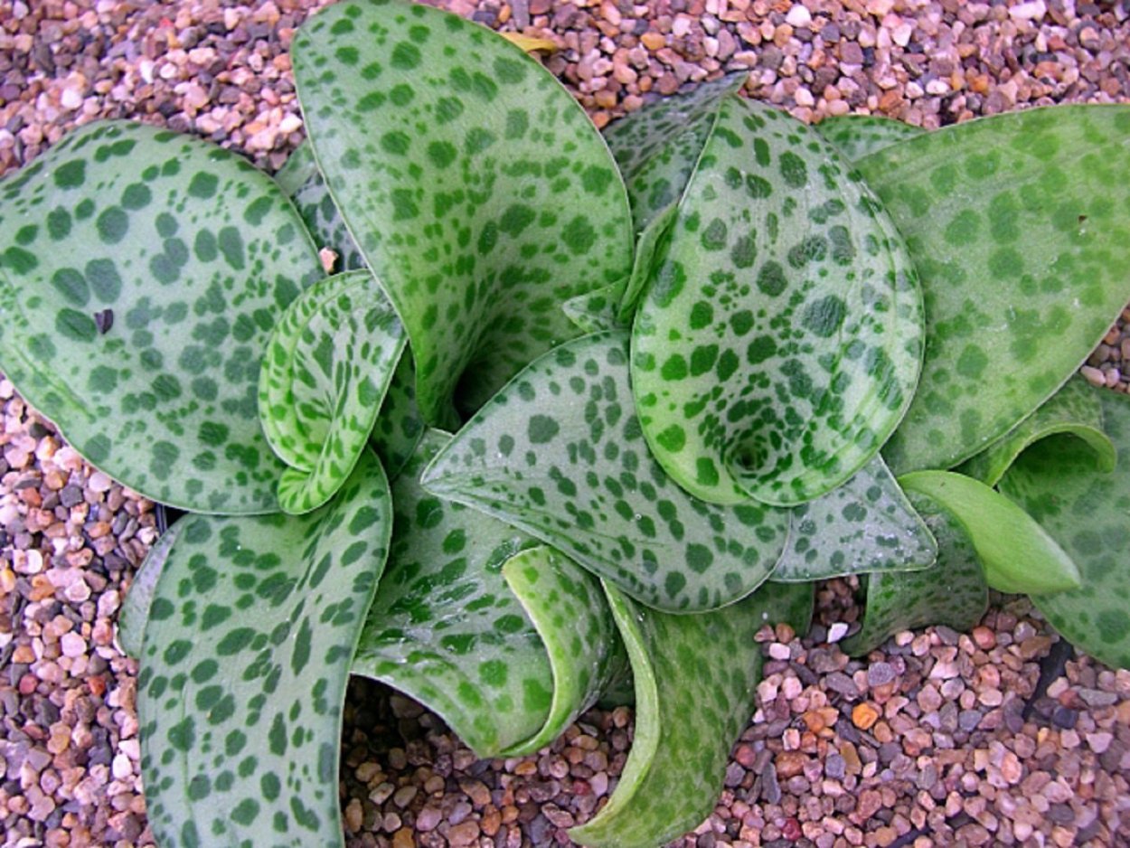 Дримиопсис пятнистый