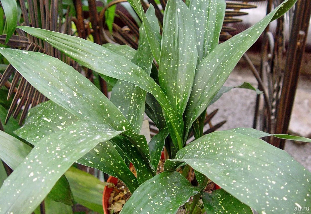Аспидистра вариегатная