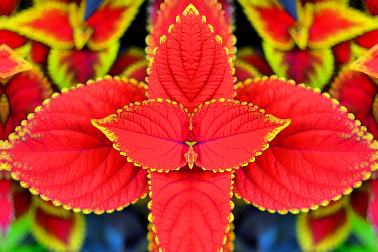 Колеус Блюма