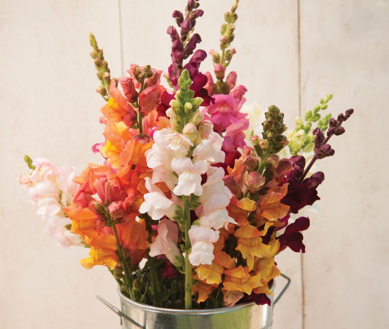 Антуриум львиный зев