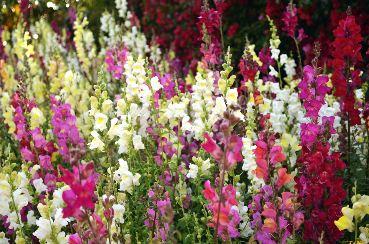 Антирринум в букете