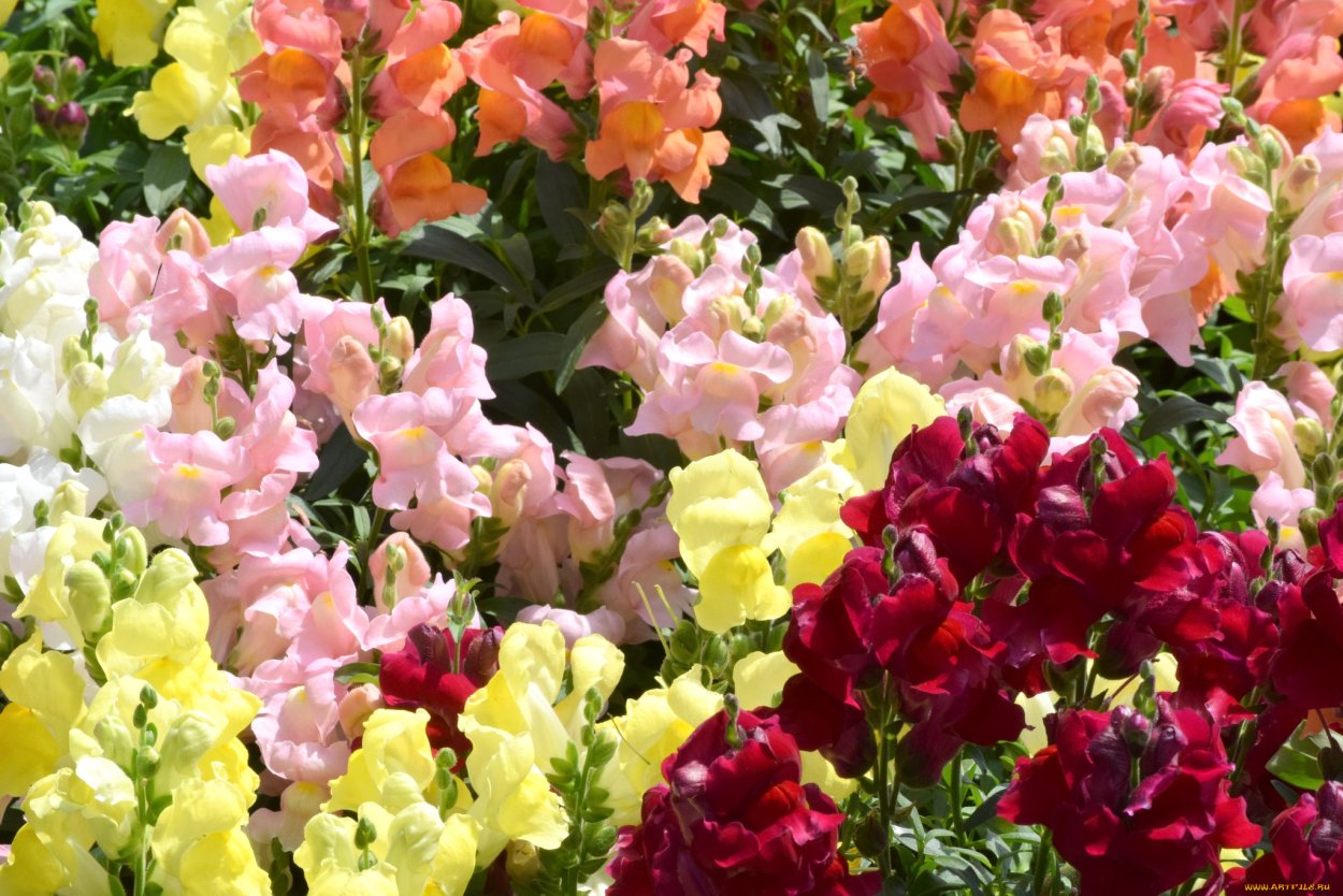 Льнянка обыкновенная Linaria vulgaris