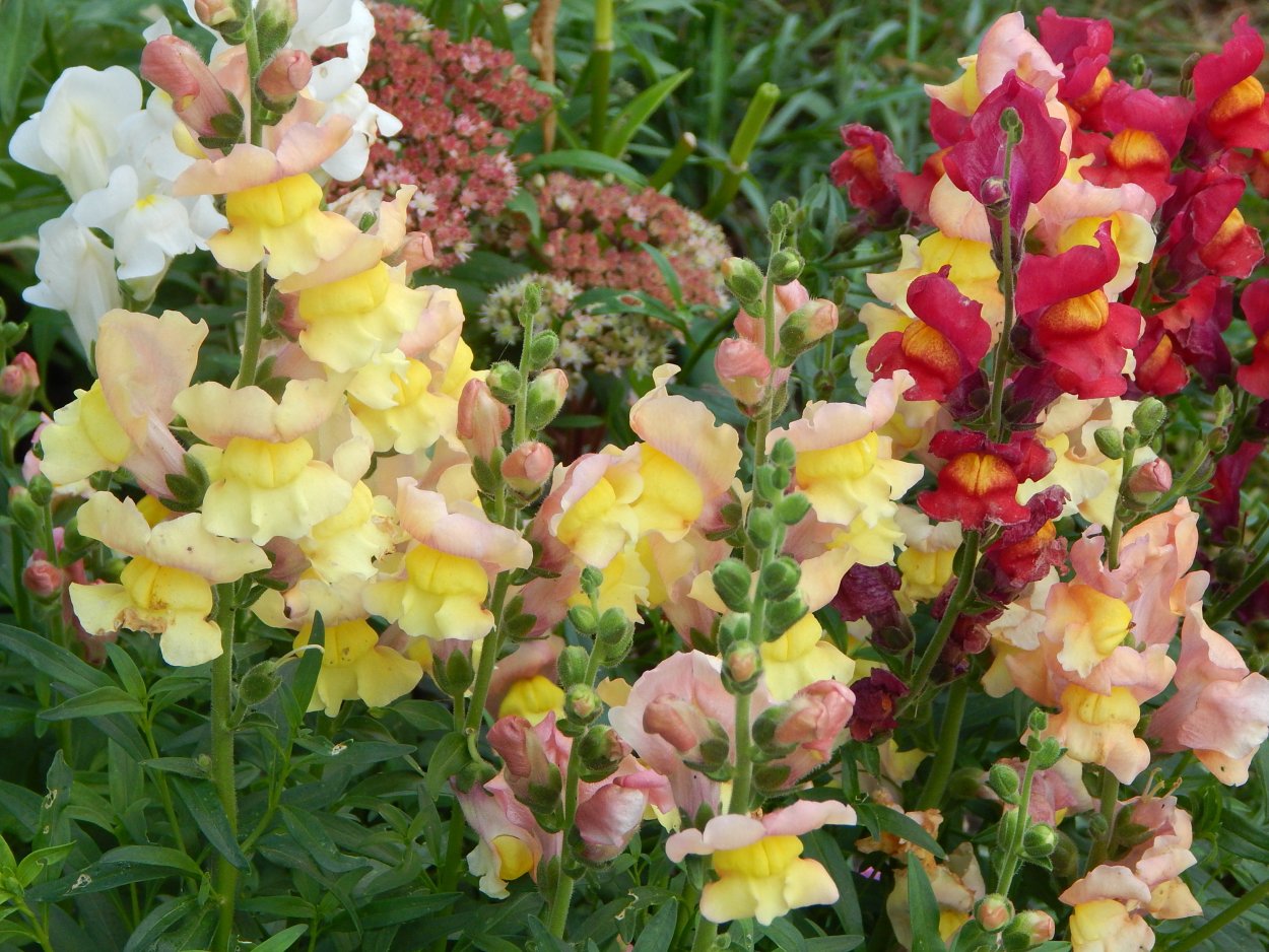 Антирринум львиный зев