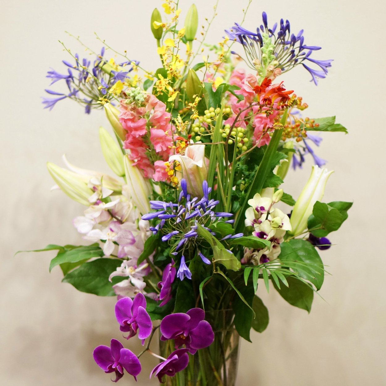 Львиный зев Радужный микс