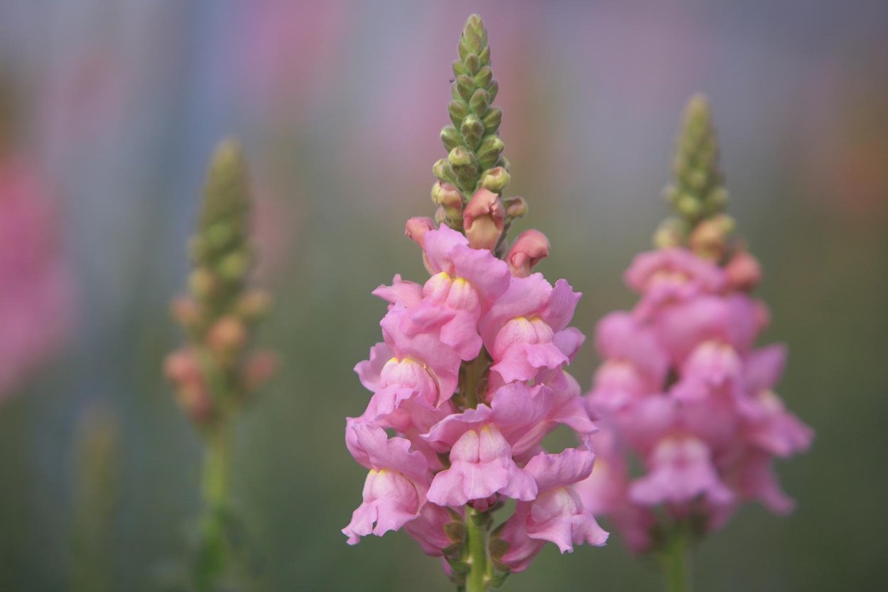 Эустома охапка