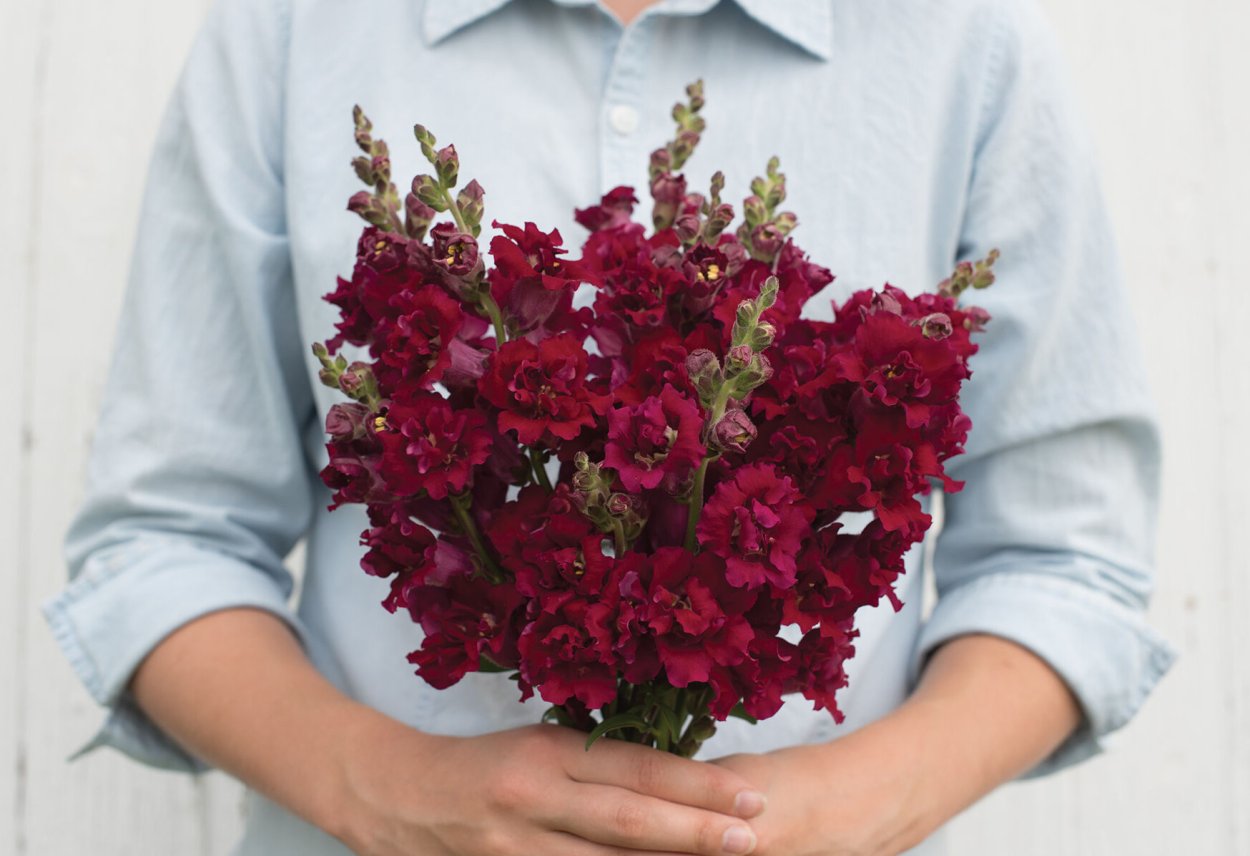 Львиный зев Снеппи