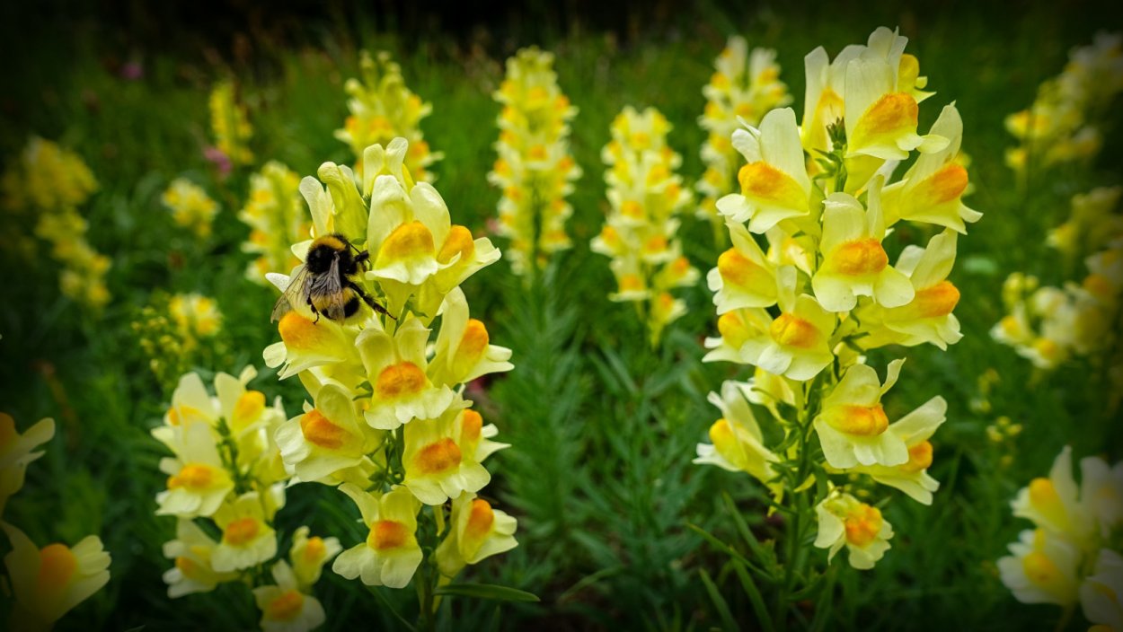 Антирринум / Antirrhinum