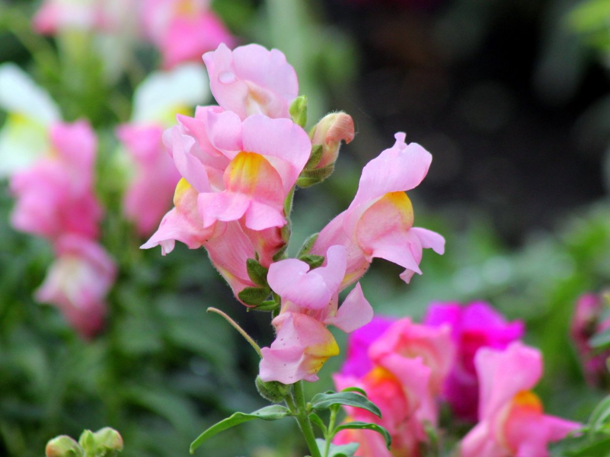 Антирринум majus