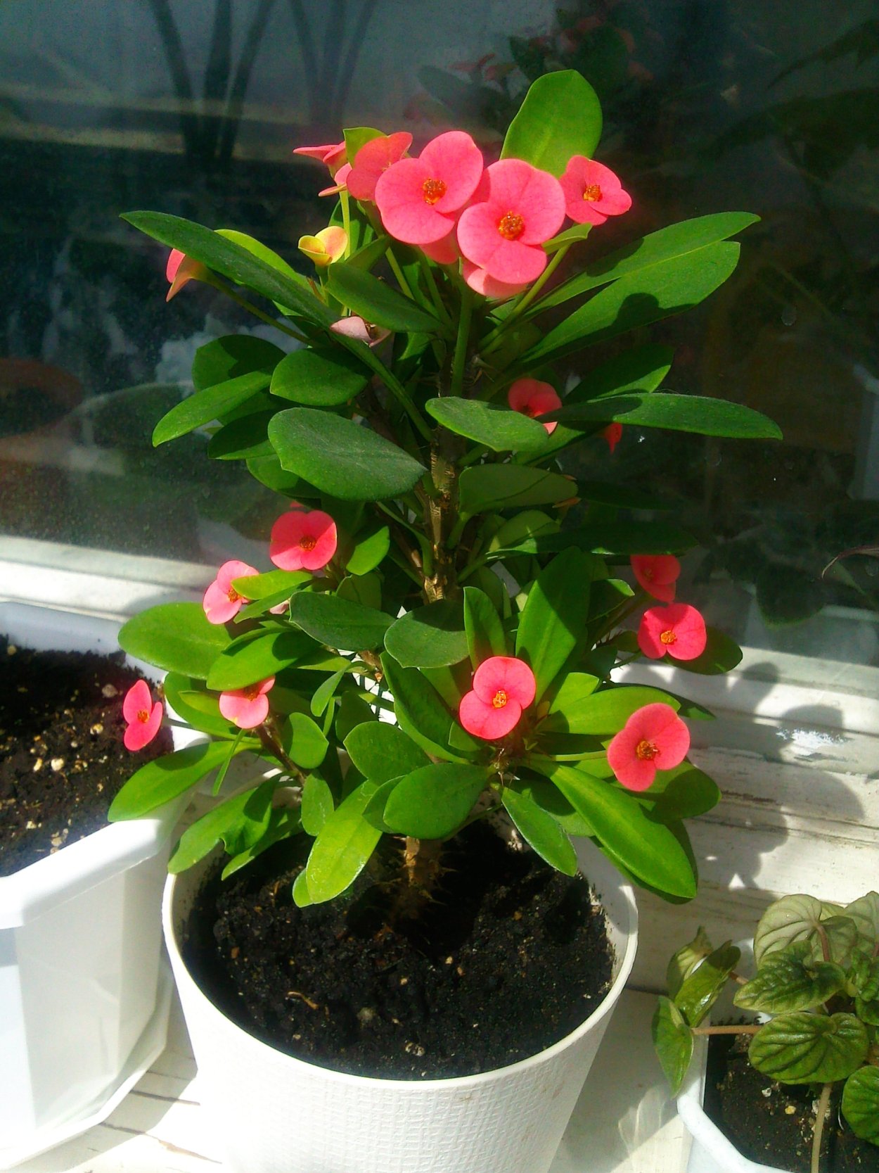 Цветок эуфорбия миля